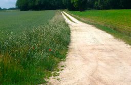 Chemin bordant un champ de légumineuses