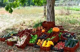 Caisse de légumes au pied d'un arbre