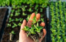 Main qui fait des semis