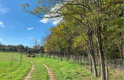 Chemin au milieu d'un champ avec haie
