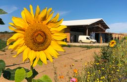 Tournesol en gros plan