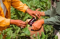 Femmes qui s'échangent une caisse d'aubergines