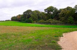 Champ avec forêt en arrière plan