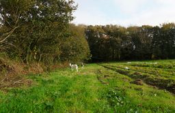 Champ au milieu d'une forêt avec une chèvre en arrière plan