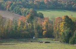 Champ au milieu des forêts