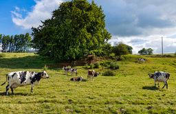 Champ ensoleillé avec des vaches