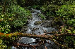 Ruisseau dans une forêt