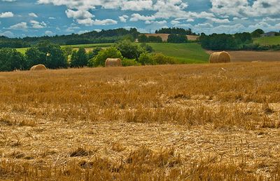 Champ de blé avec des bottes de paille