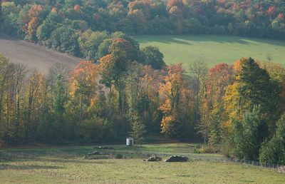 Champ au milieu des forêts