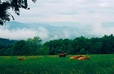 Champ brumeux avec des vaches