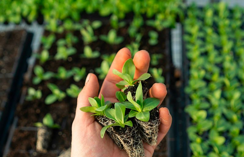 Main qui fait des semis