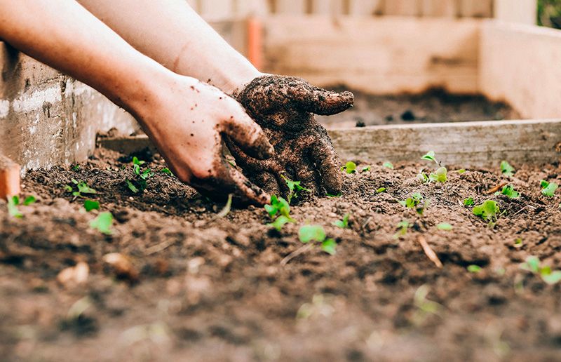 Mains qui font des semis