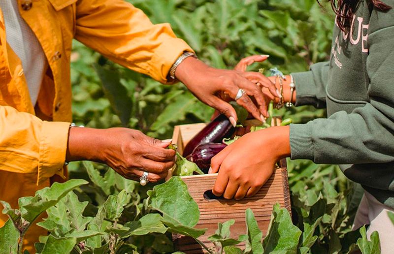 Femmes qui s'échangent une caisse d'aubergines