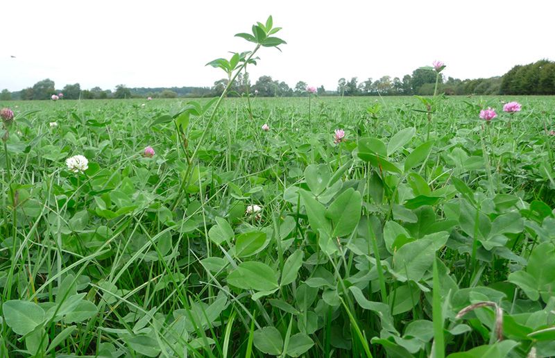 Champ de trèfles