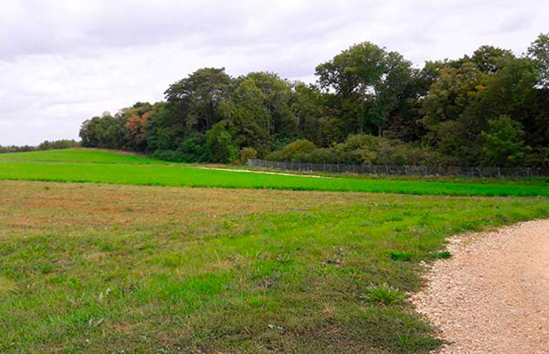 Champ avec forêt en arrière plan