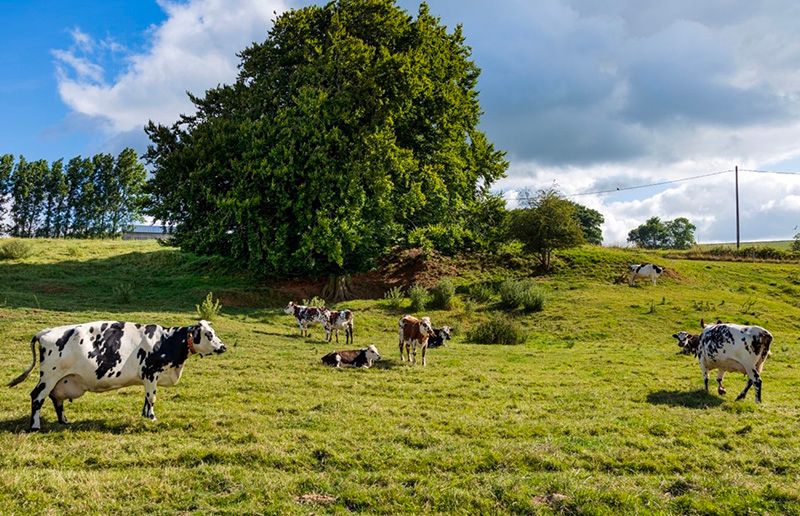 Champ ensoleillé avec des vaches