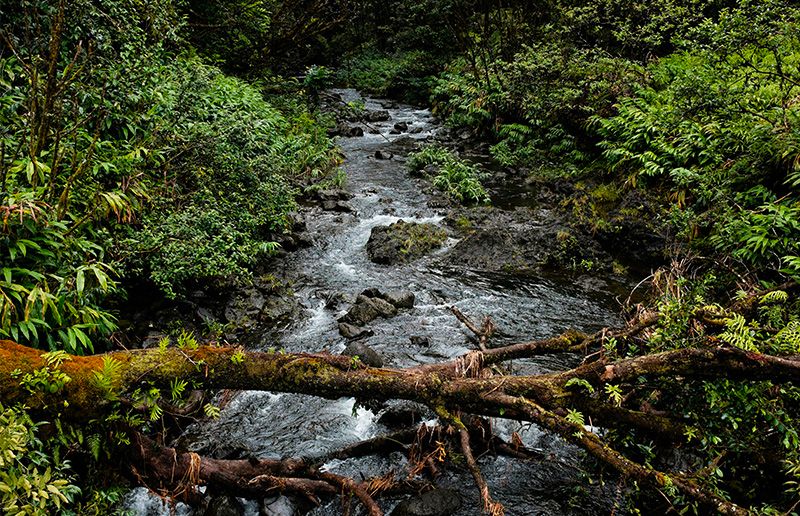 Ruisseau dans une forêt