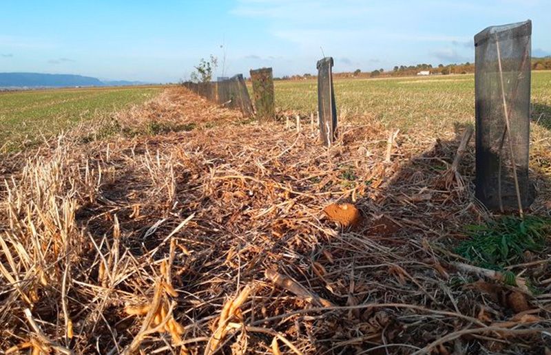 Champ avec du paillage