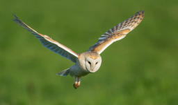 Hibou blanc et brun volant pendant la journée