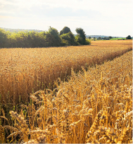 Champ de blé