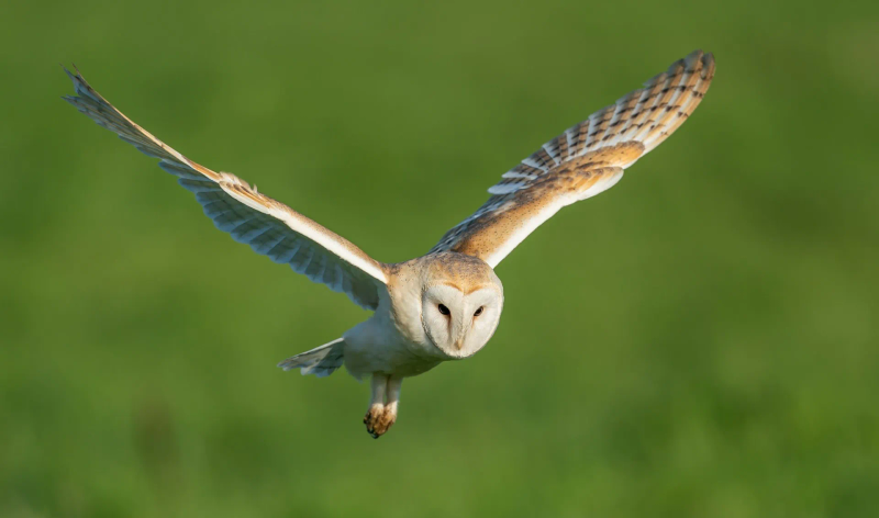 Hibou blanc et brun volant pendant la journée