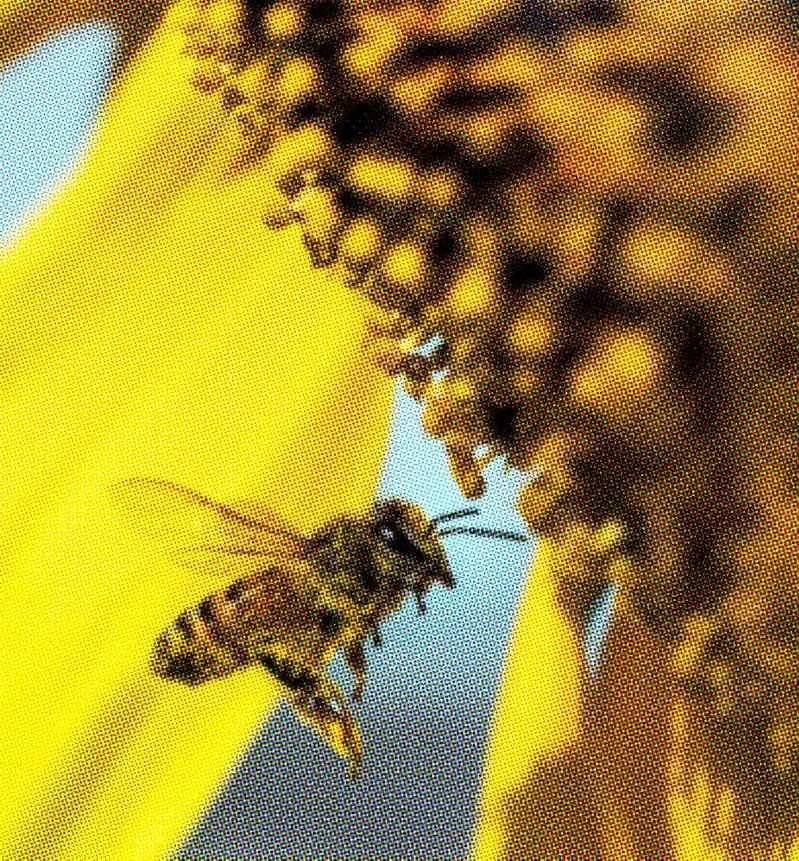 Abeille qui butine