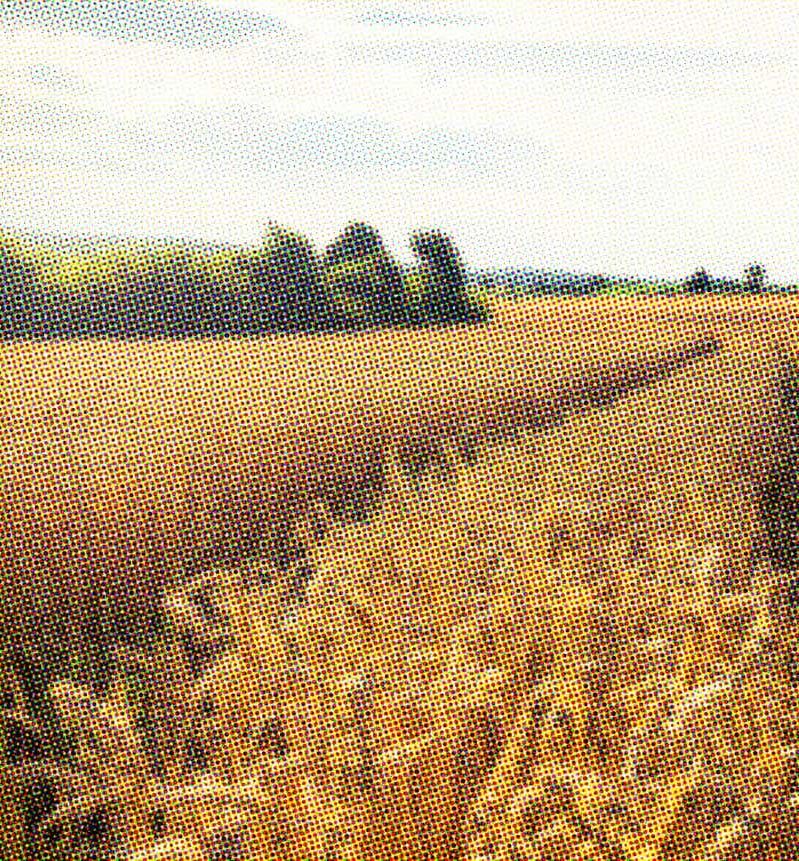 Champ de blé